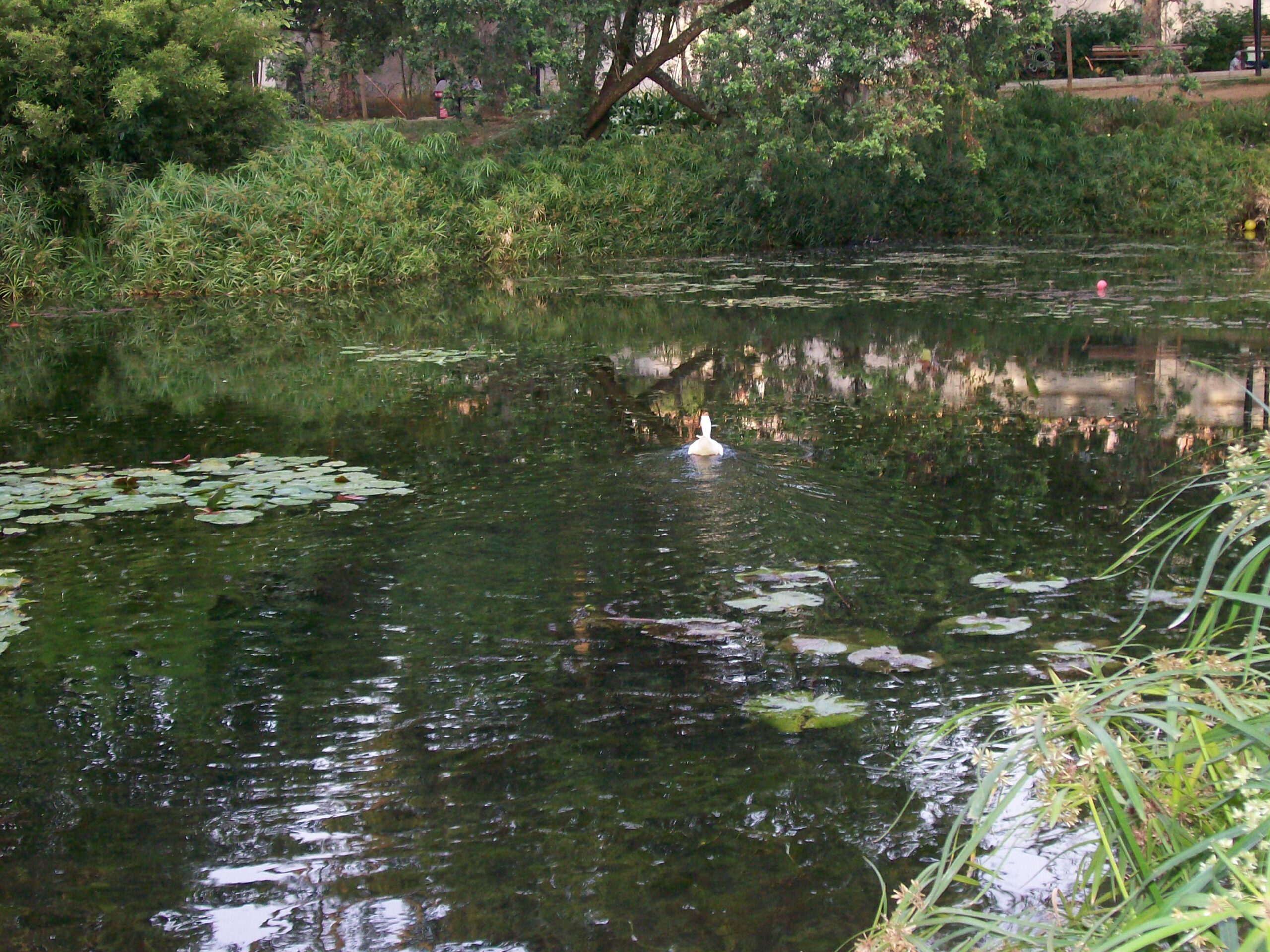 The Pond at the Botanical Gardens The Pond at the Botanical Gardens