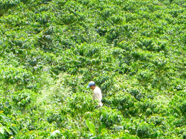 Visiting a Coffee Farm in Colombia