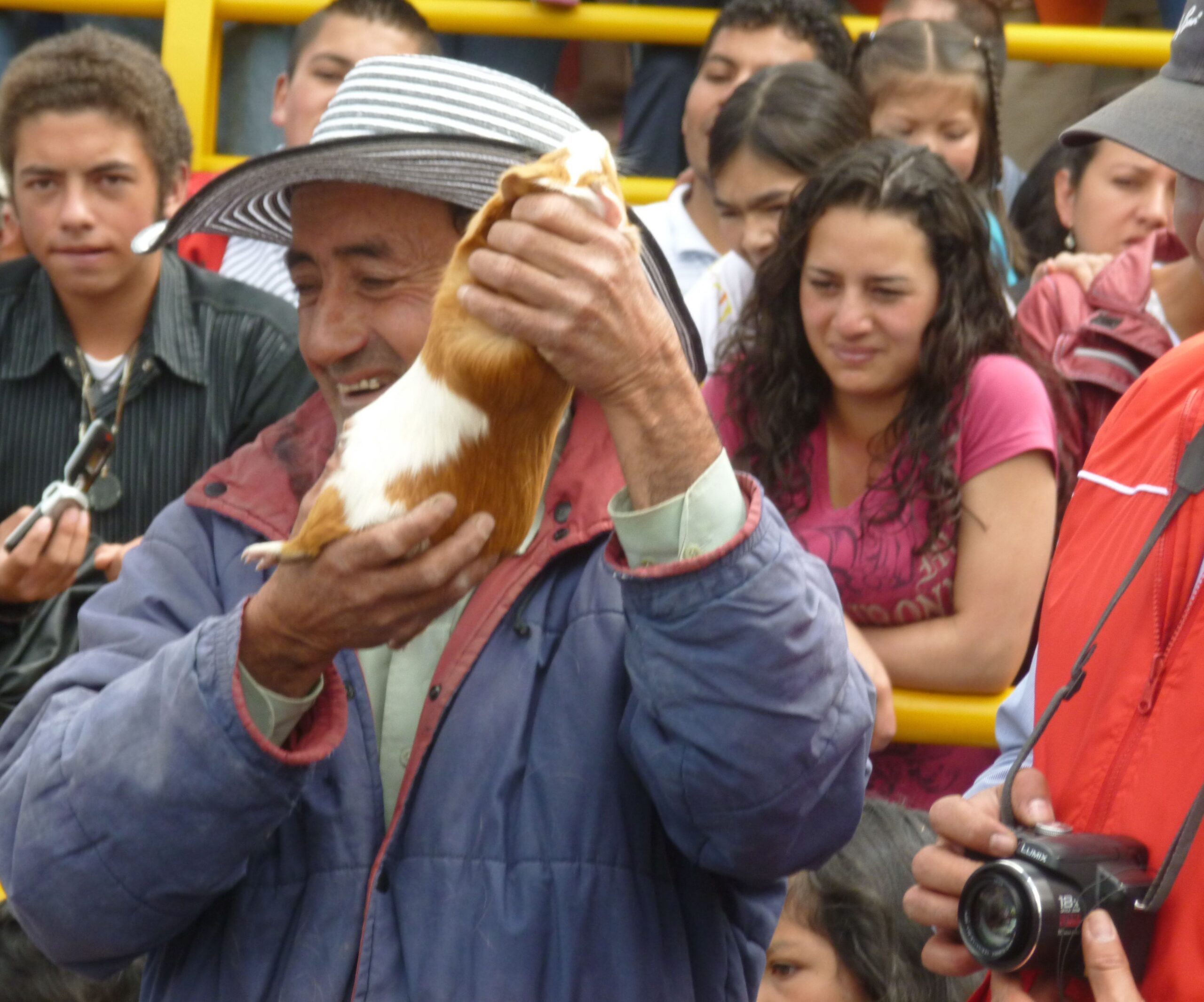 Festival del Cuy Festival del Cuy
