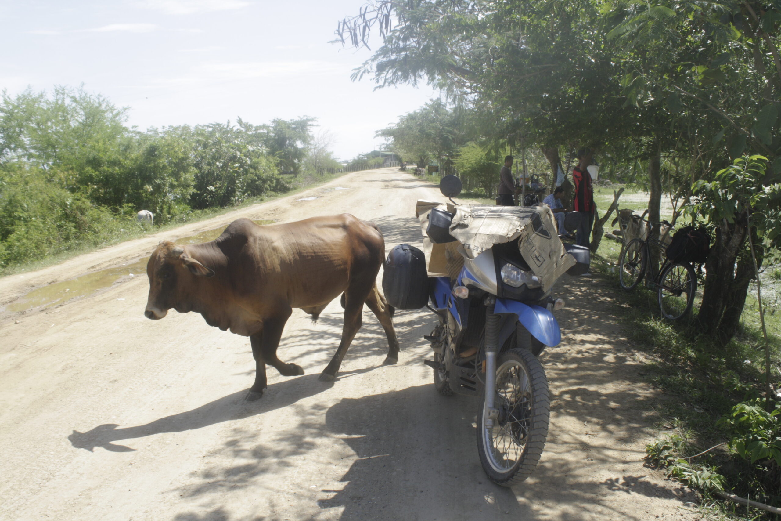 Cattle Crossing Cattle Crossing