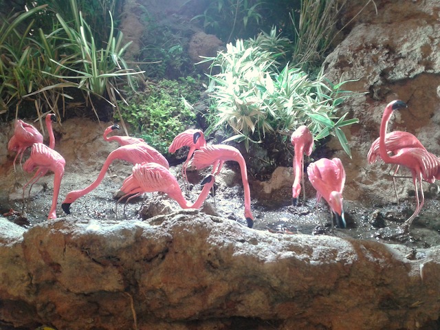 Flamencos y árboles bonsái Los flamencos y los árboles bonsái hacen una combinación ganadora.