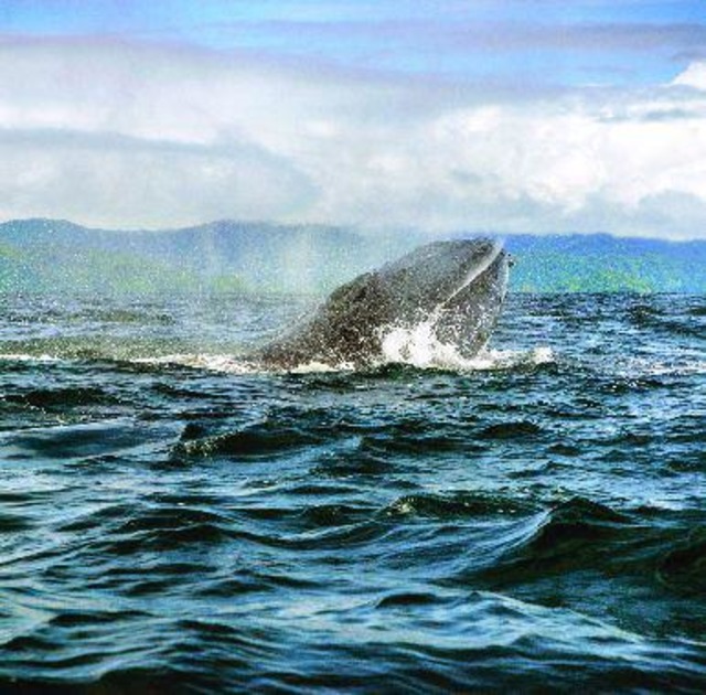 I really want to see those whales. Thanks to Tyler Stacy from The Humpback Turtle for the great pic.