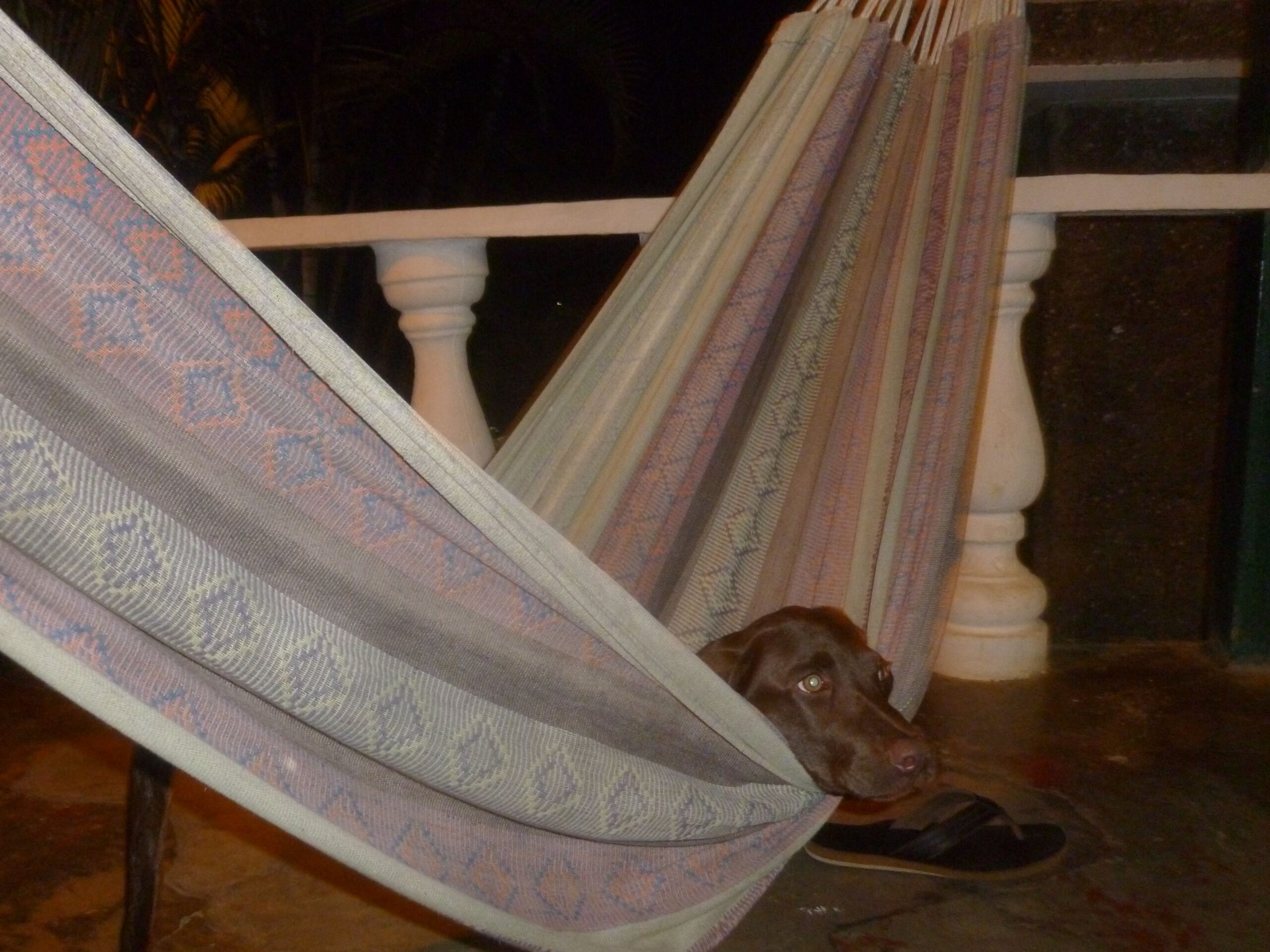 Caña Caña likes visitors...and hammocks.