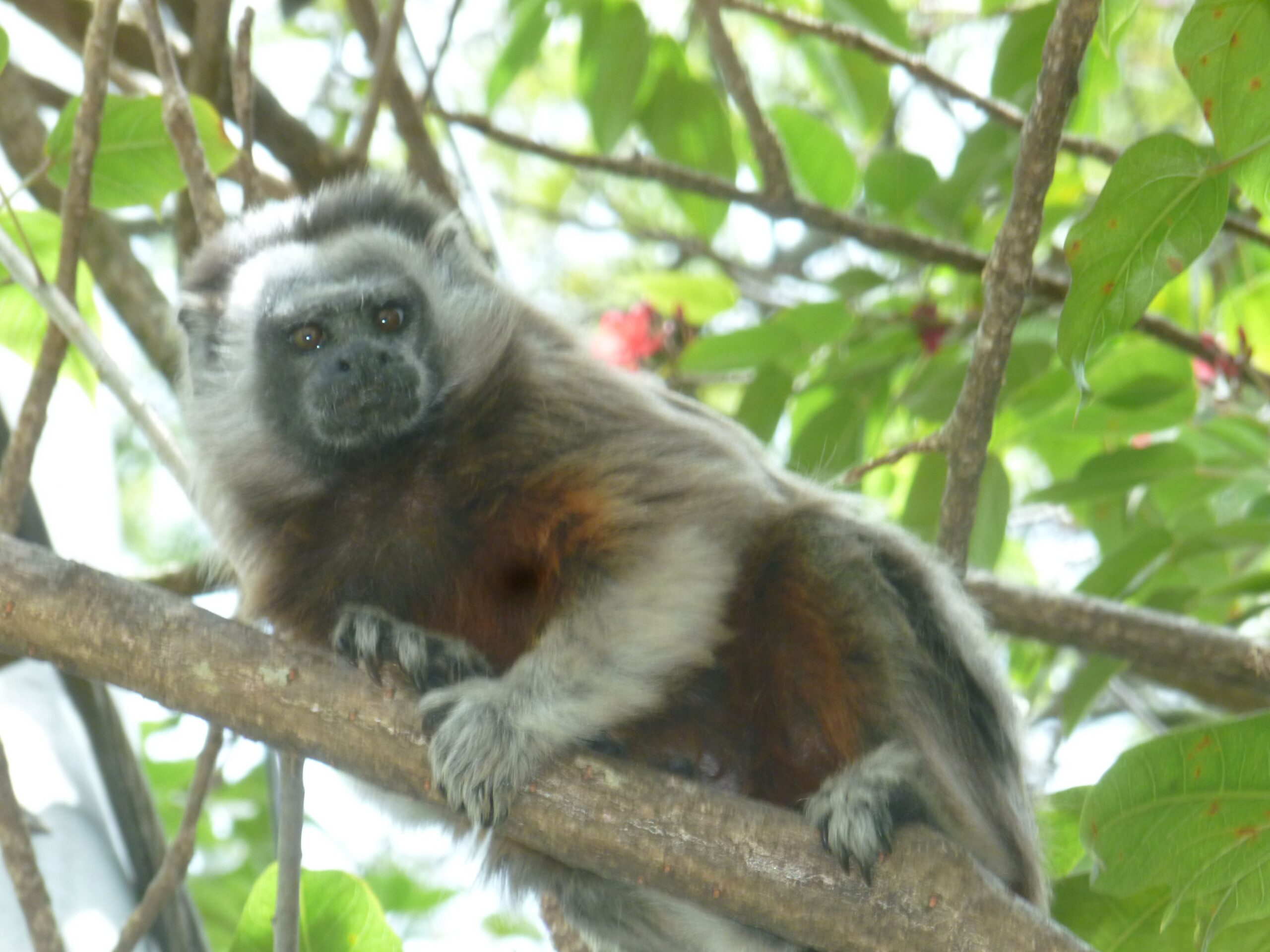 Meet one of the new residents at Jardín Botánico. 