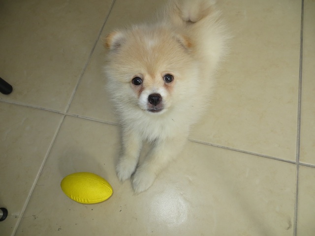 Cachorro Pomerania Nuestro cachorro Pomerania