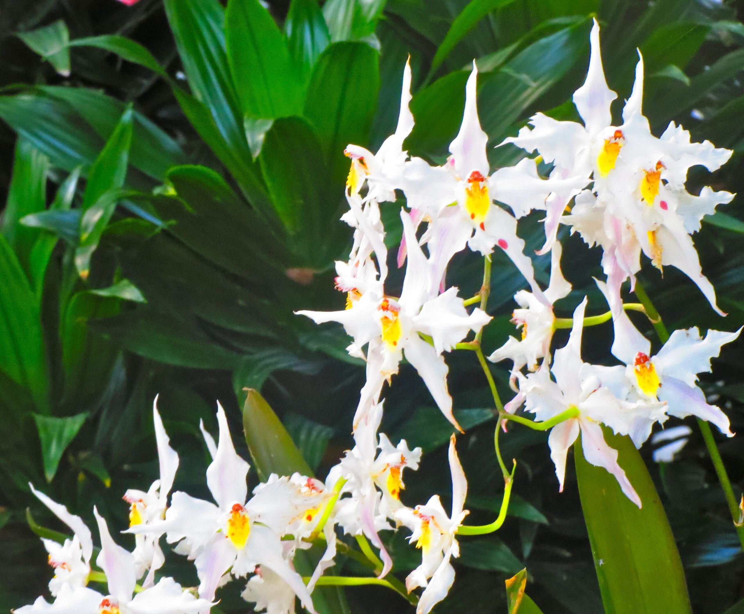 They look like a cross between starfish and flowers. 
