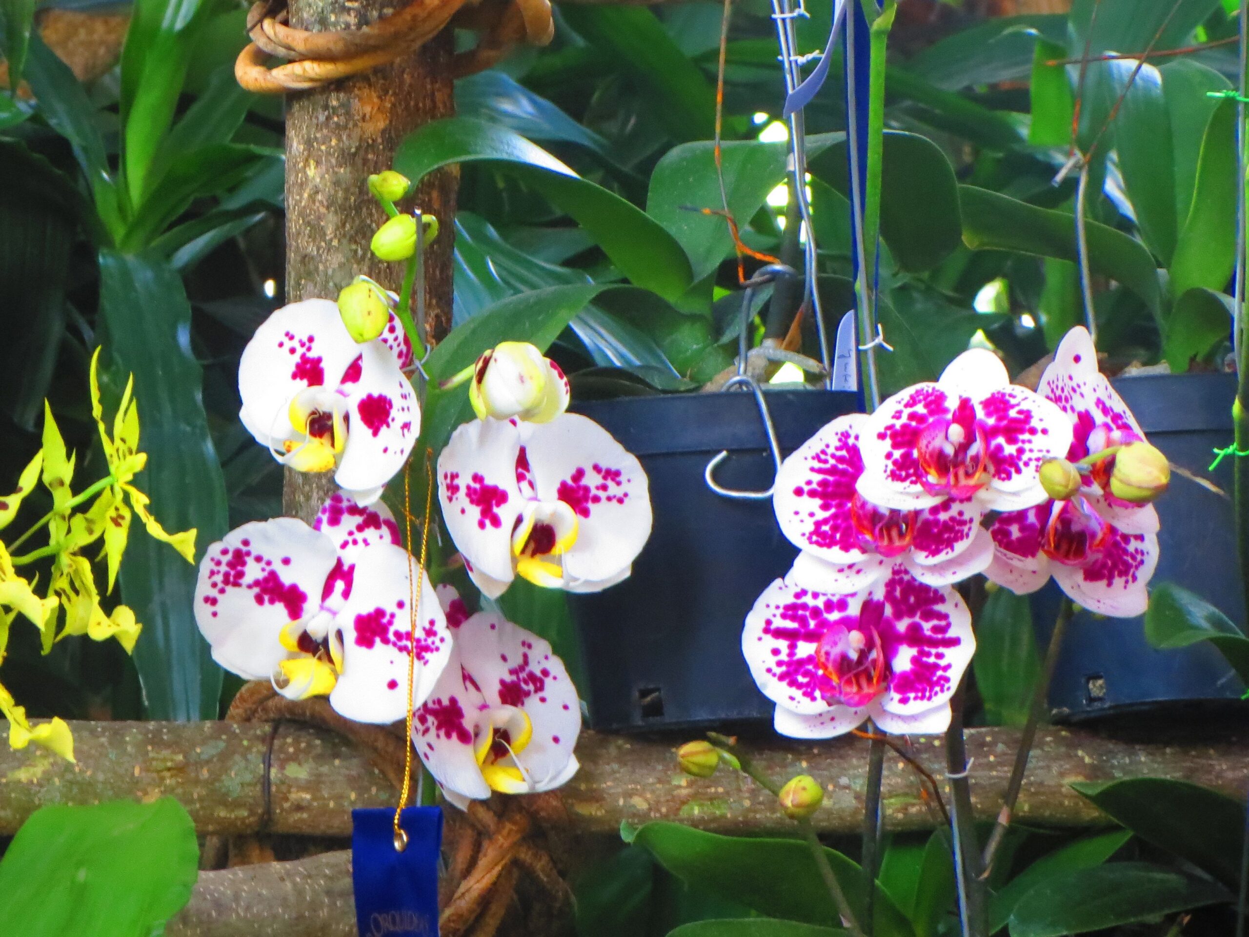 Orchids