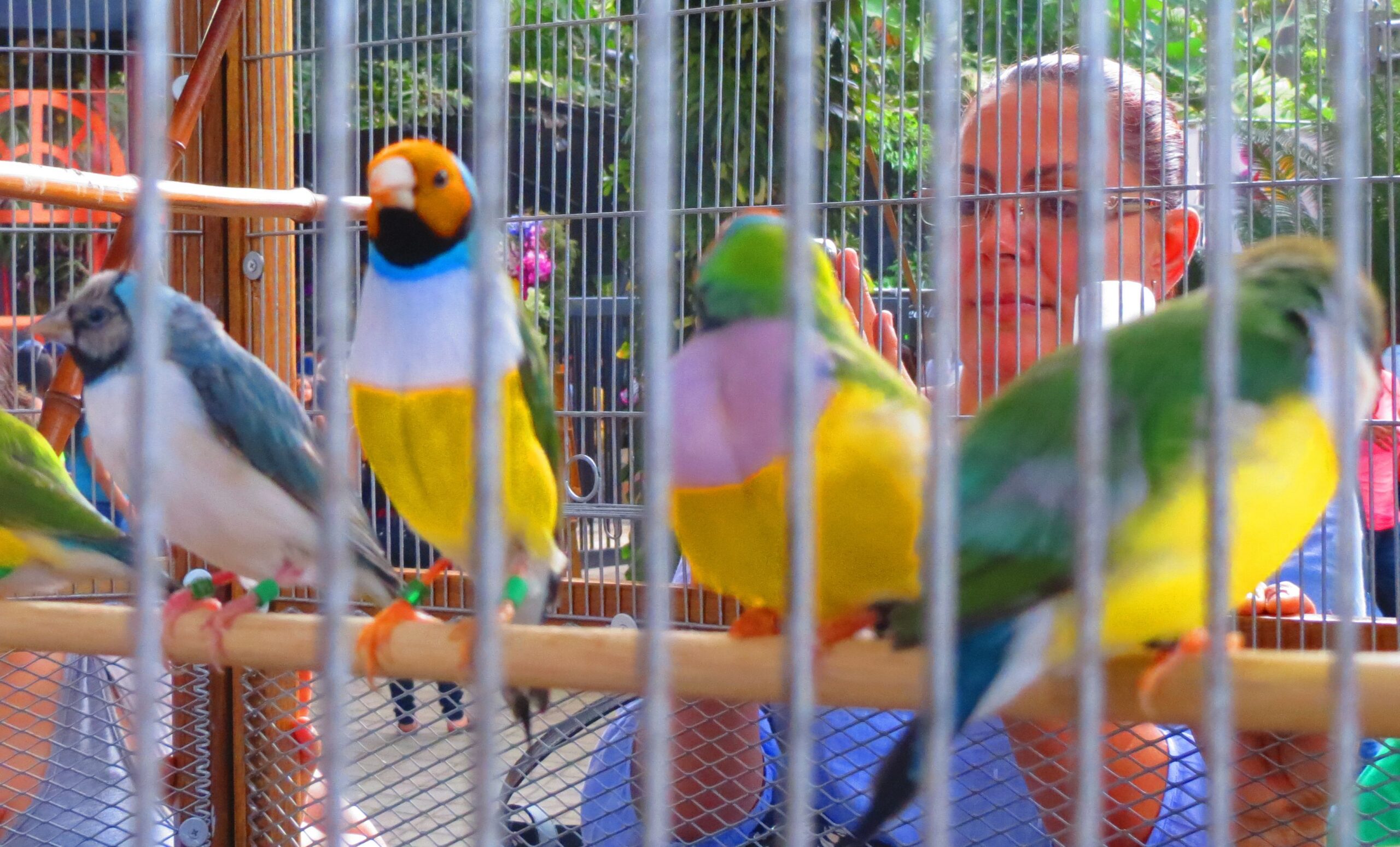 Birds