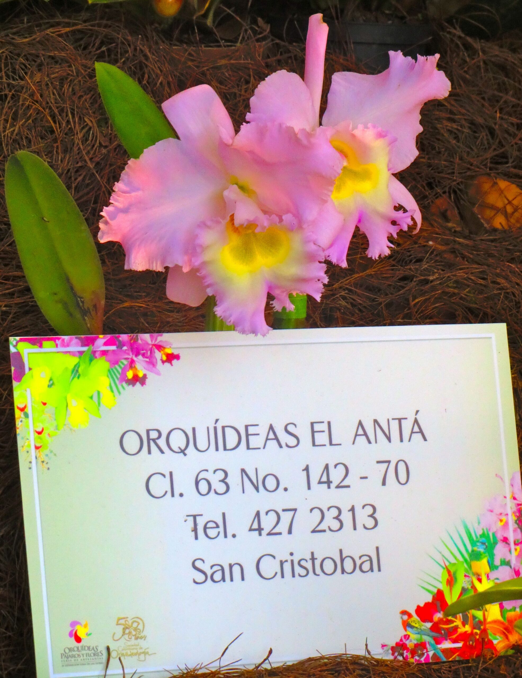 Orchids