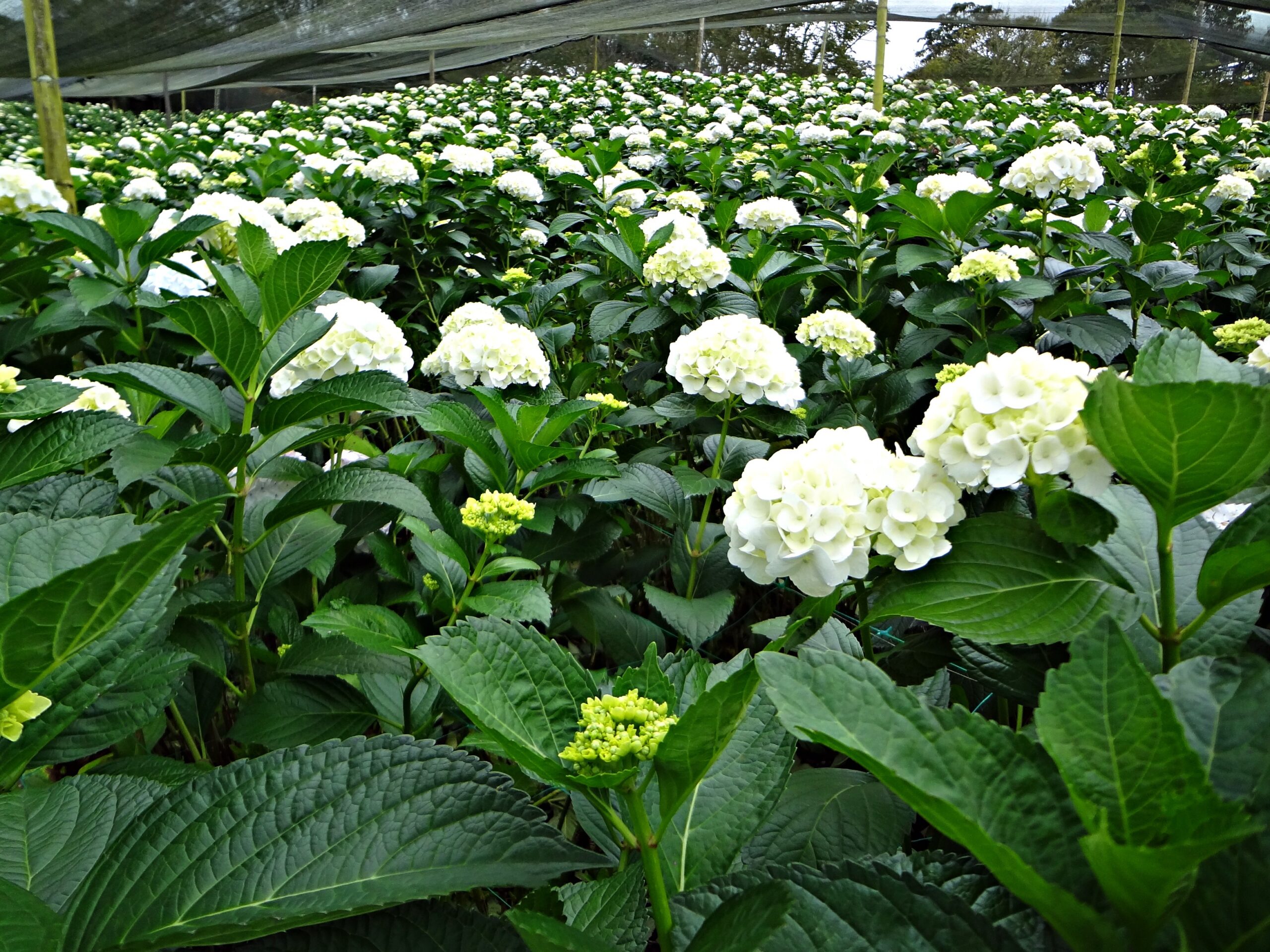 Hydrangea crop Hydrangea crop ready for harvest.
