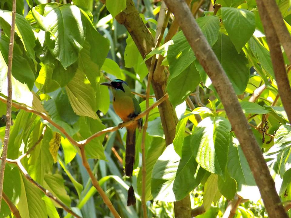 Seen in Parque Gallineral, San Gil.