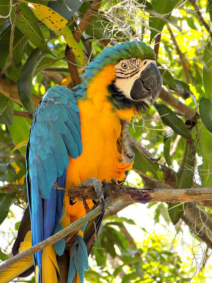 Macaw