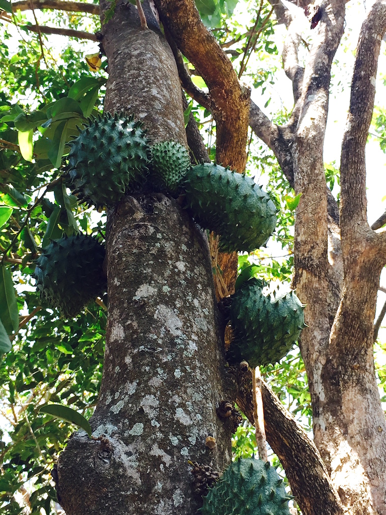 Fruta de guanábana vista en el sendero