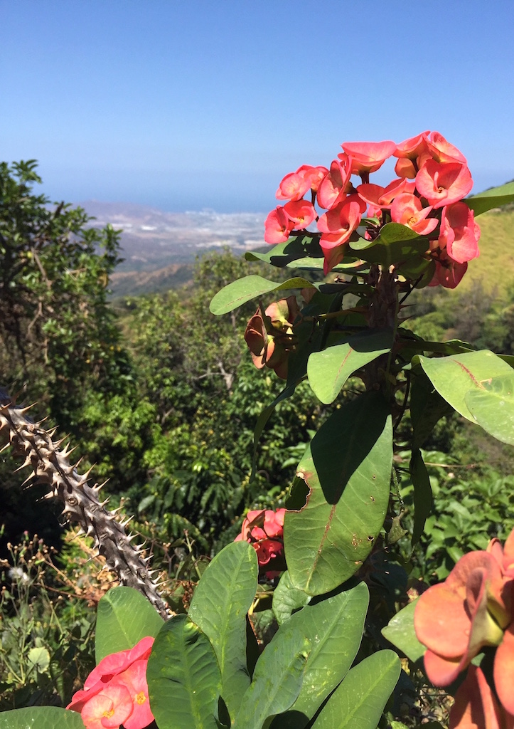 Vista de Santa Marta desde la finca cafetera La Candelaria