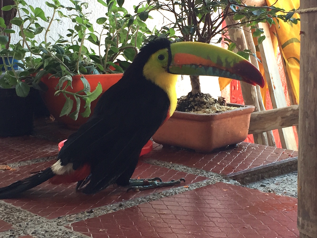 Tucán residente en la finca cafetera La Candelaria