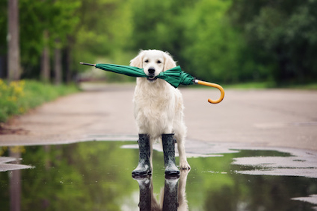 How often does it rain?