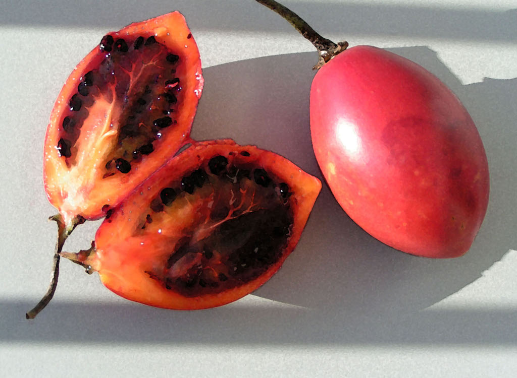 Tomate de Arbol, photo by Michael Clarke