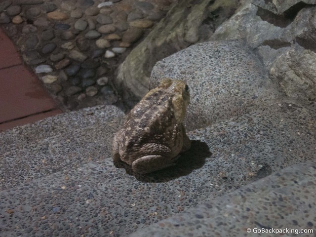 Toad A toad makes an appearance at dinner