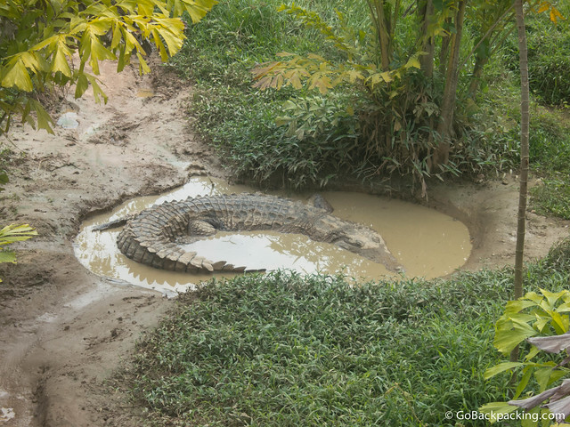 Alligator