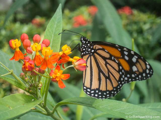Butterfly garden