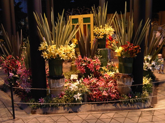 Orchids on display at Jardin Botanico. Orchids on display at Jardin Botanico.