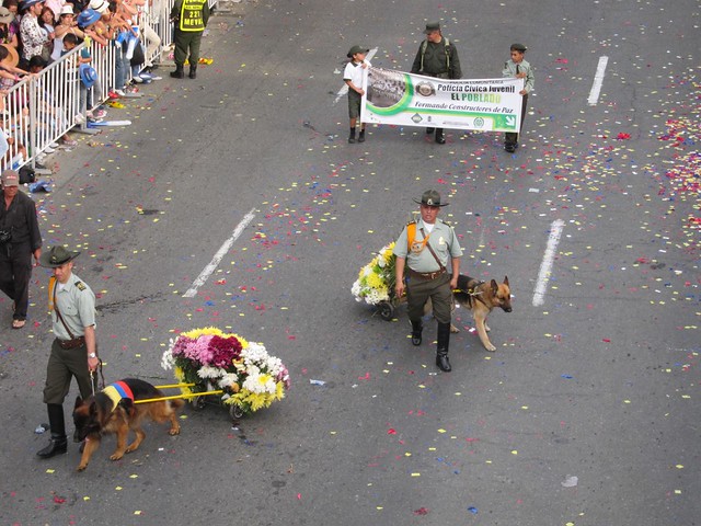 Police dogs pulling custom flower carts! Police dogs pulling custom flower carts!