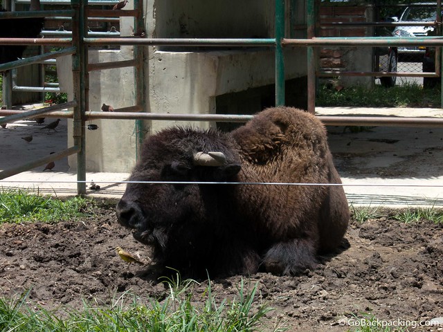 Bison Bison