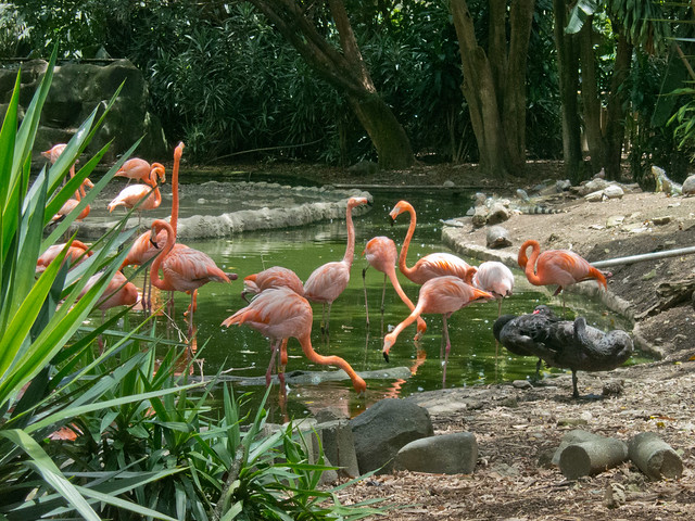 Flamingos Flamingos