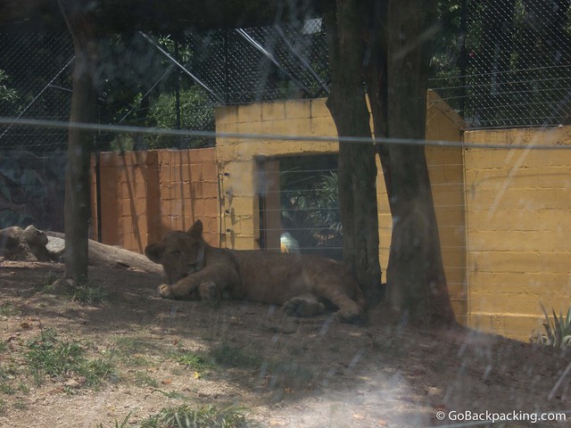 Lion cub enclosure Lion cub enclosure
