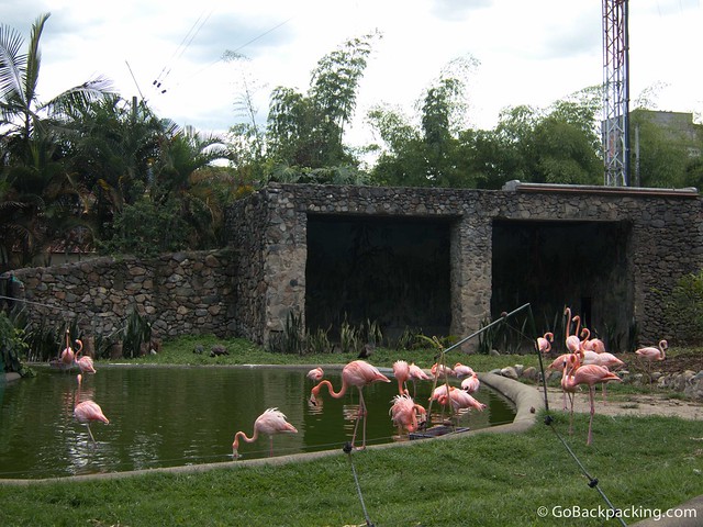 Flamingos Flamingos