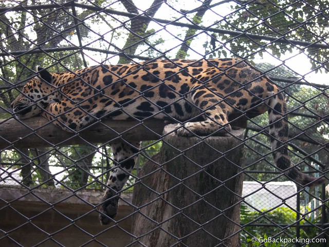 Sleepy jaguar Sleepy jaguar