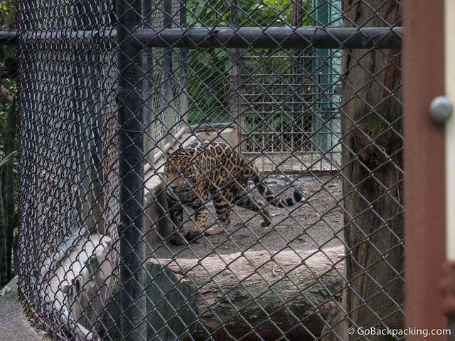 Pacing jaguar Pacing jaguar