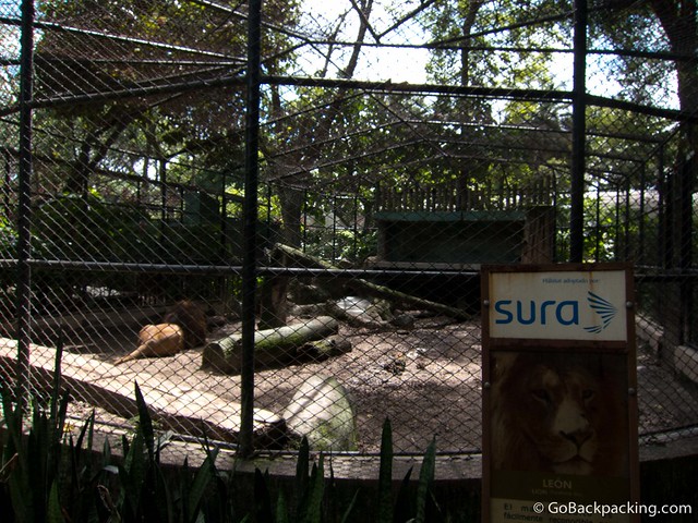 Adult male lion enclosure Adult male lion enclosure