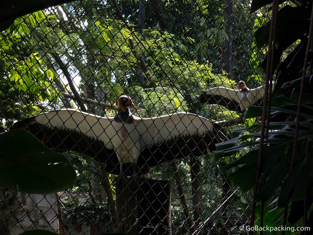 King vultures King vultures