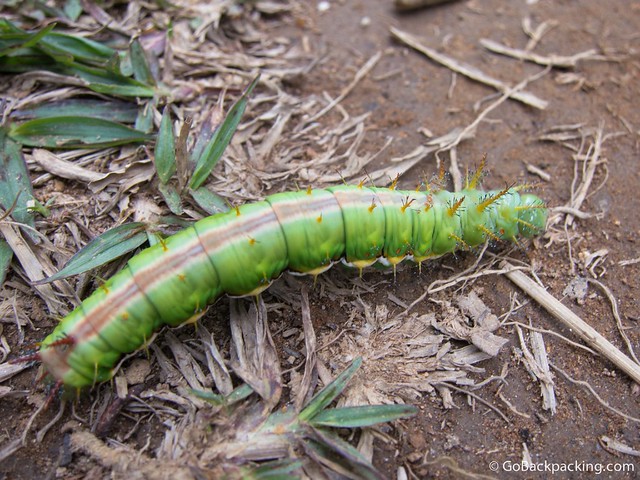 Oruga