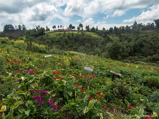 Santa Elena A silletero's garden in Santa Elena, Antioquia